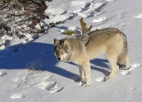 Sur les pas du loup