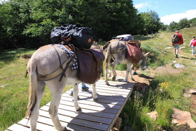 randonnée avec un âne en famille sur les monts d'Ardéche