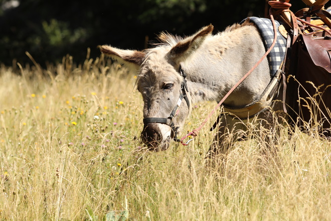 un âne sur les Monts d'Ardèche