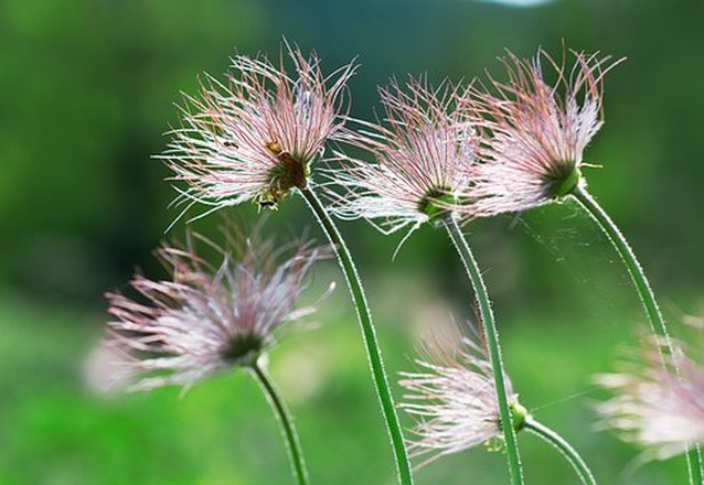 fleur de montagne