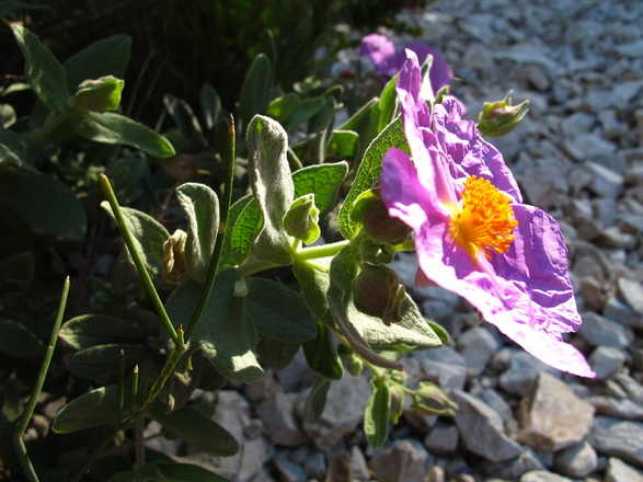 Fleur des Calanques Méditerranéen