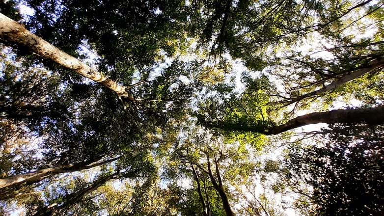 technique de reconnexion nature et sylvothérapie dans l'Allier