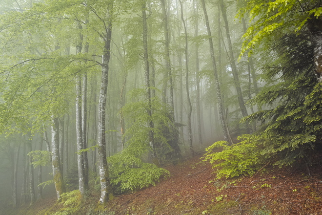 Forêt et sylvothérapie en Auvergne