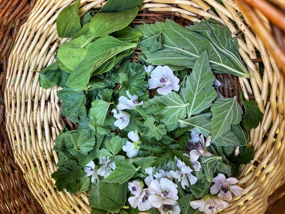 Cueillette de plantes sauvages