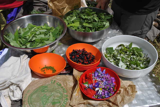 cuisines sauvages et utilisation des plantes sauvages comestibles