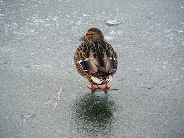 Canard sur la glace en Suède