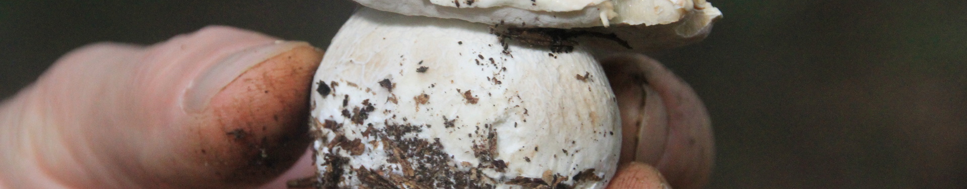 Formulaire de réservation - Cueillette des champignons en Livradois | Aluna Voyages