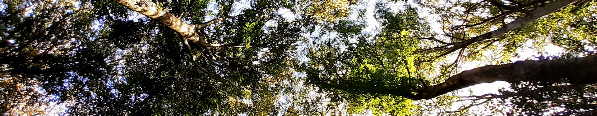 Week end  Nature, à l'écoute de la forêt, à l'écoute de soi | Aluna Voyages