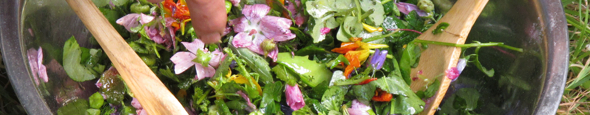 journeys about edible and medicinal plants
