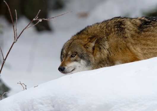 Sur les pas du loup | 7 jours d'observations de la  nature en Finlande