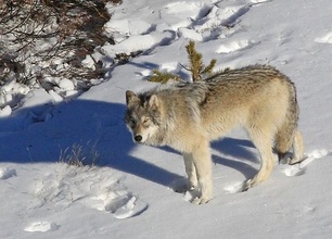Sur les pas du loup