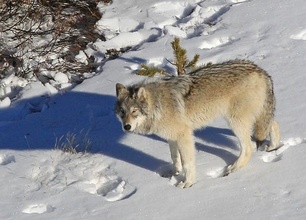 Sur les pas du loup