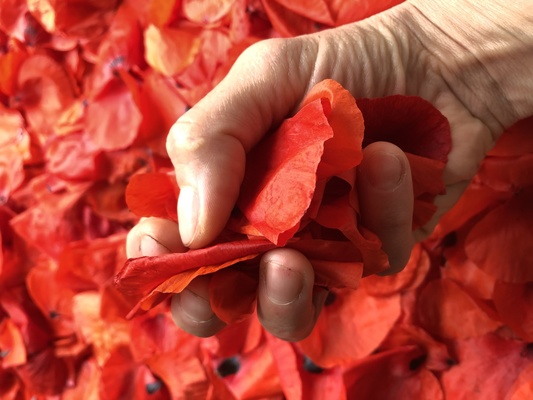 Glaner, cuisiner et se soigner avec les plantes sauvages