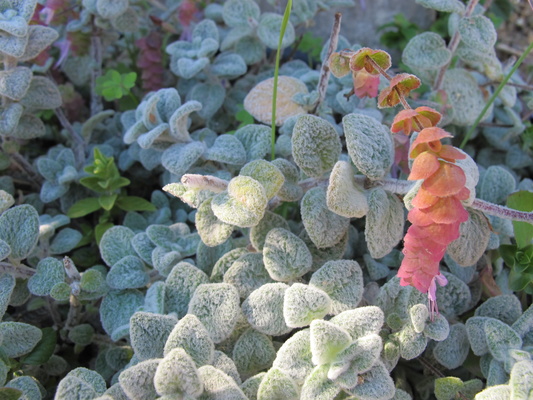 Petites histoires de fleurs en Vercors