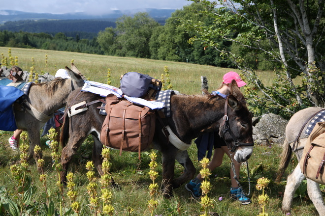 randonnée avec un âne en Ardèche