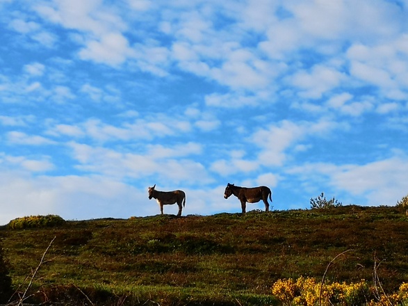 ânes sur les Monts d'Ardèche