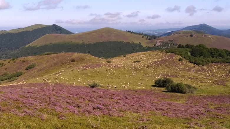 Randonnée accompagnée sur les volcans d'Auvergne