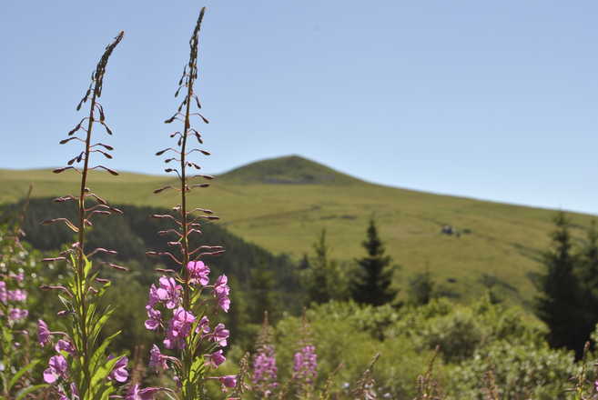 Volcans d'Auvergne et fleurs de montagne
