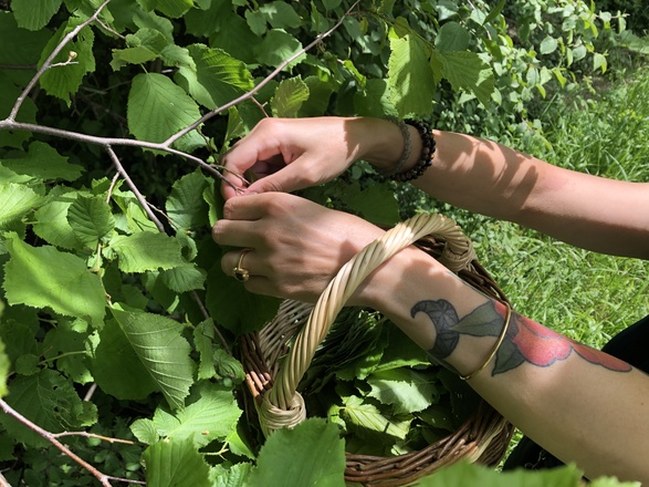 plantes sauvages comestibles et médicinales en Auvergne