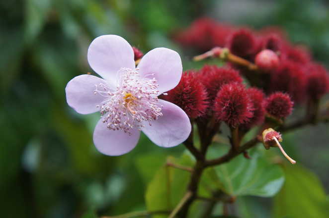 flora in Ecuador with Aluna voyages
