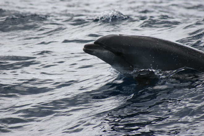 Aux Açores rencontre avec le dauphins