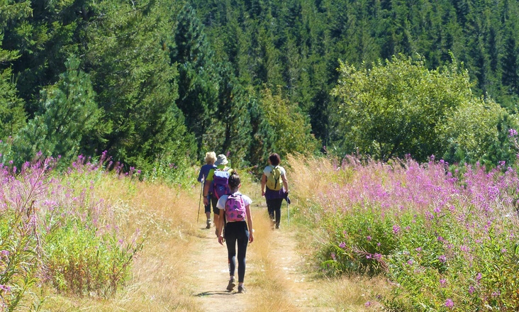 randonnée Marche Consciente en Auvergne avec Aluna voyages