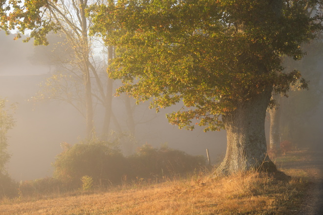 Brume et sylvothérapie reconnexion nature