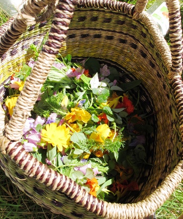 connaissance de la Flore sauvage médicinales et comestibles