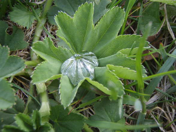 Plantes sauvages du Plateau du Vercors