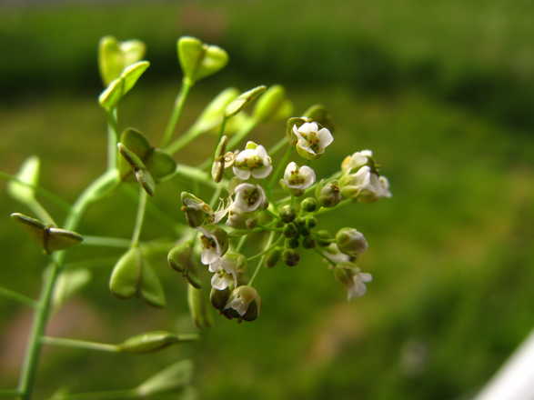 Plantes sauvages du Vercors