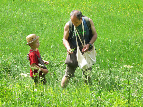 Transmission et découverte des plantes sauvages