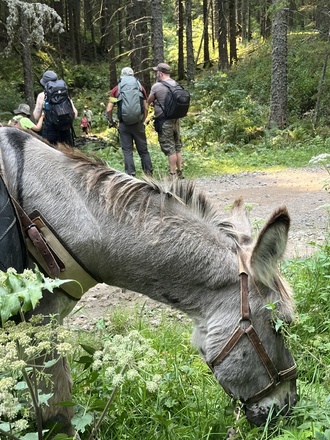 Randonnée accompagnée Ardèche avec un âne