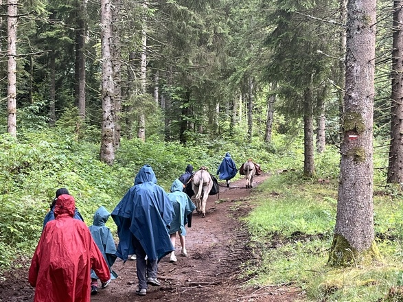 âne en Auvergne et chaine des puys