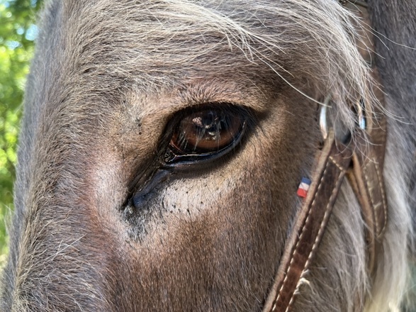 Randonnée avec un âne en  Ardèche