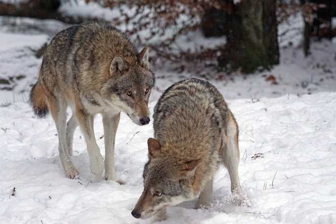 Observation des loups en  Suède