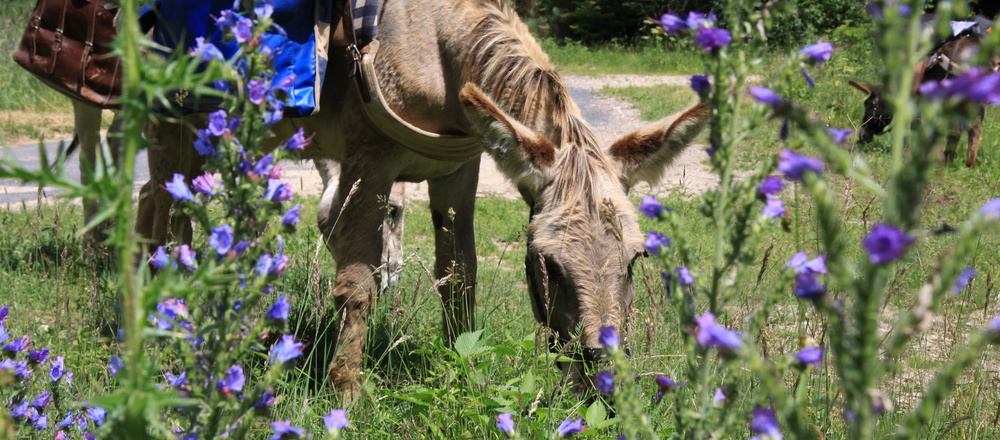 âne bâté en Ardèche