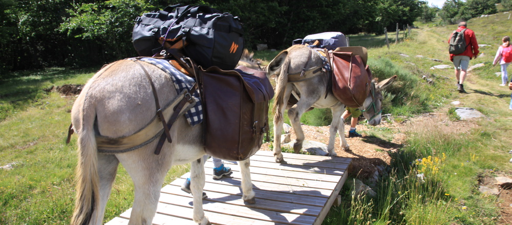 randonnée avec un âne en famille sur les monts d'Ardéche