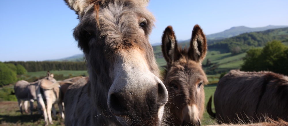 ânes sur les Monts d'Ardèche