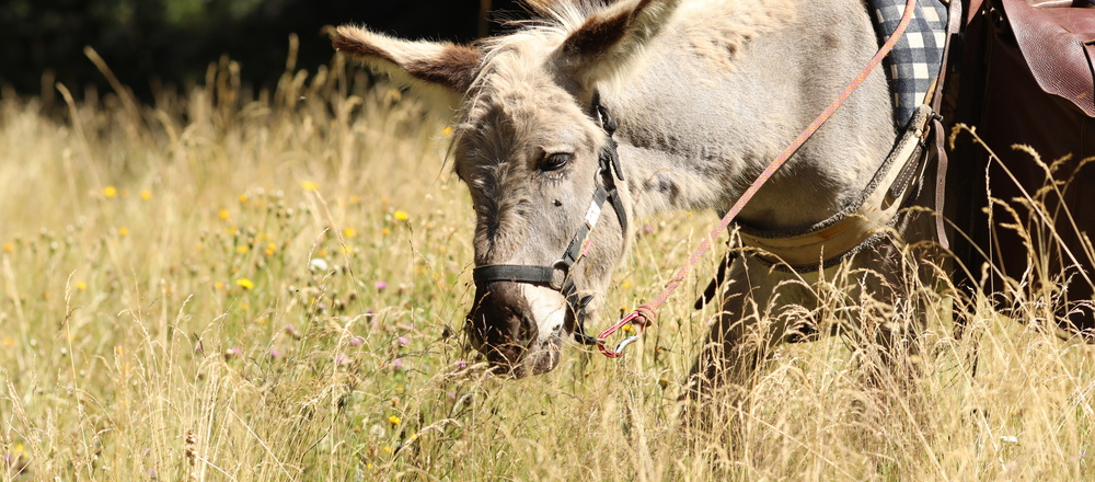 un âne sur les Monts d'Ardèche