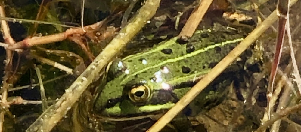 Grenouille Cézallier