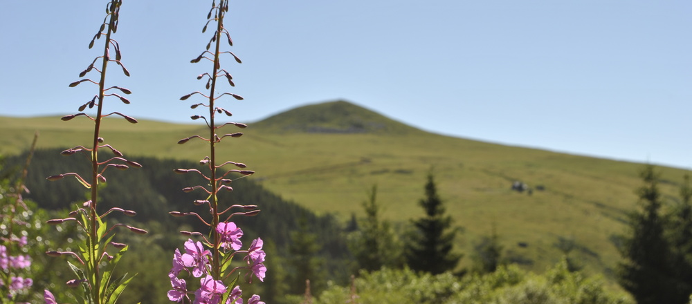 Volcans d'Auvergne et fleurs de montagne