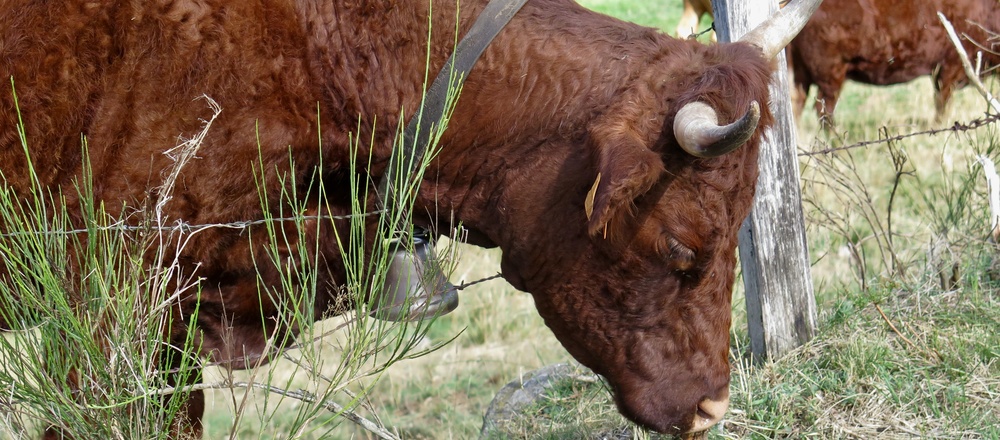Vache Salers