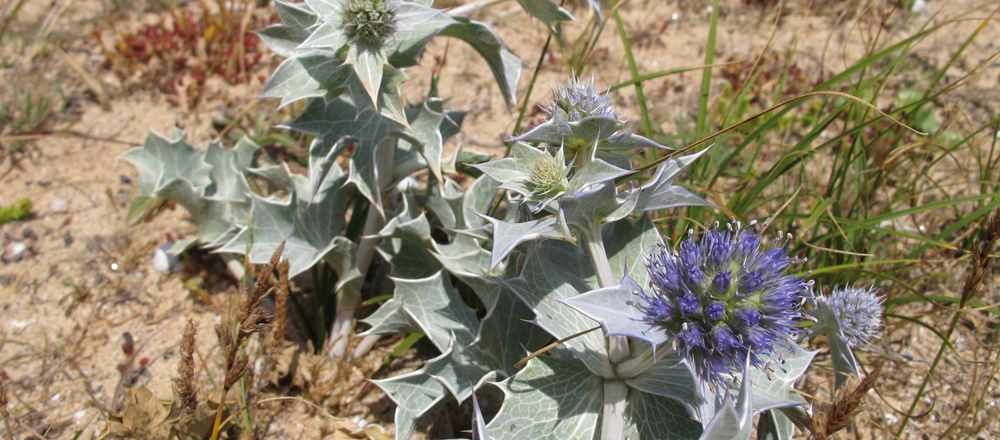Chardon maritime de Belle Ile en mer