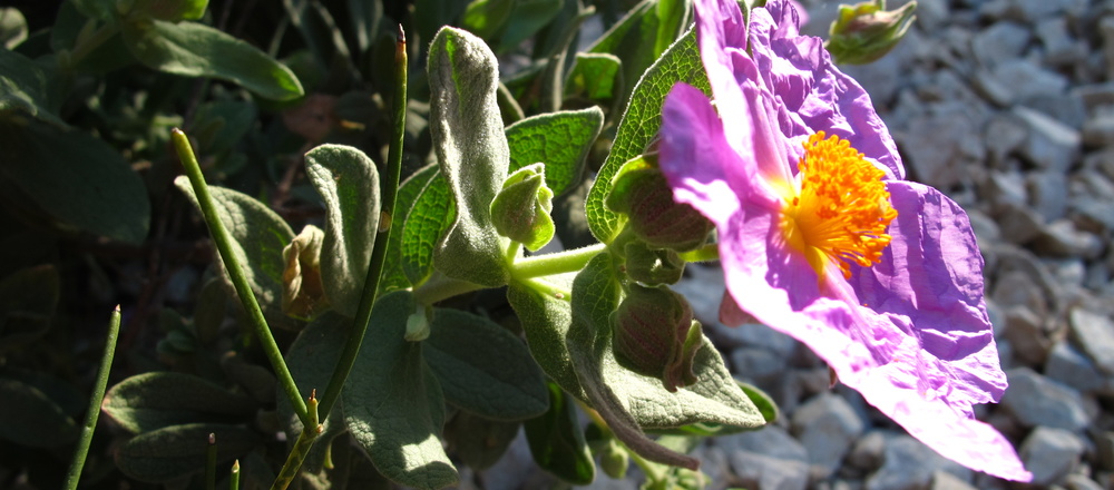 Fleur des Calanques Méditerranéen