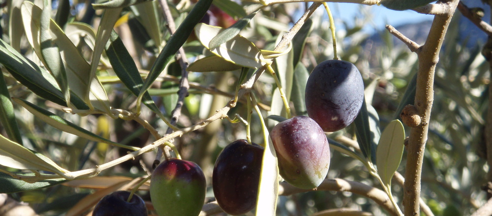 Olivier Parc National des Calanques