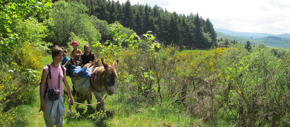 randonnée avec les ânes en Auvergne et du lac servière