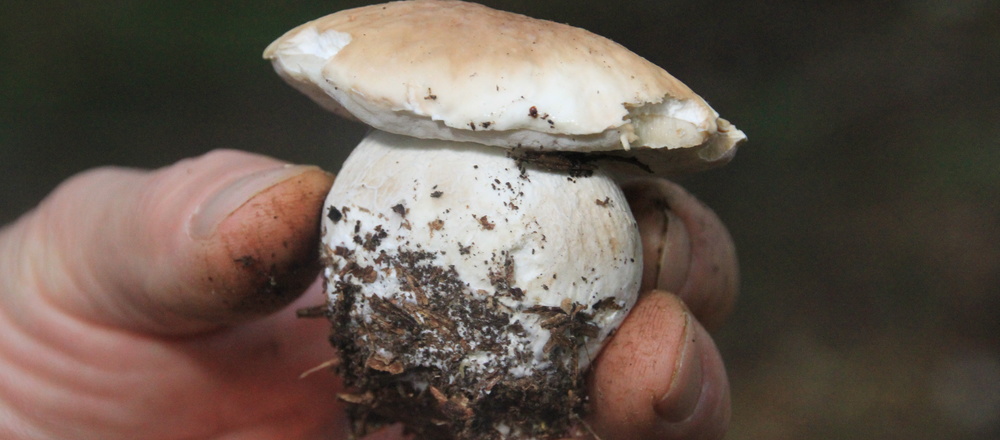 cueillette des plantes sauvages comestibles et des champignons