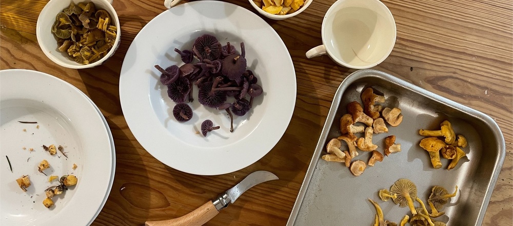 cueillette des plantes sauvages comestibles et des champignons