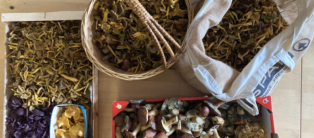 Cuisine des champignons