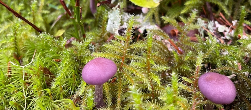 cueillette de champignons et plantes sauvages - laccaire améthyste